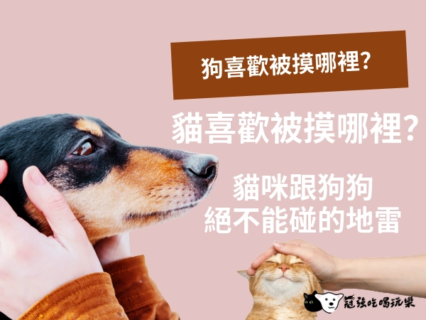 狗狗喜歡被摸哪裡?貓喜歡被摸哪裡?摸狗摸貓大解析