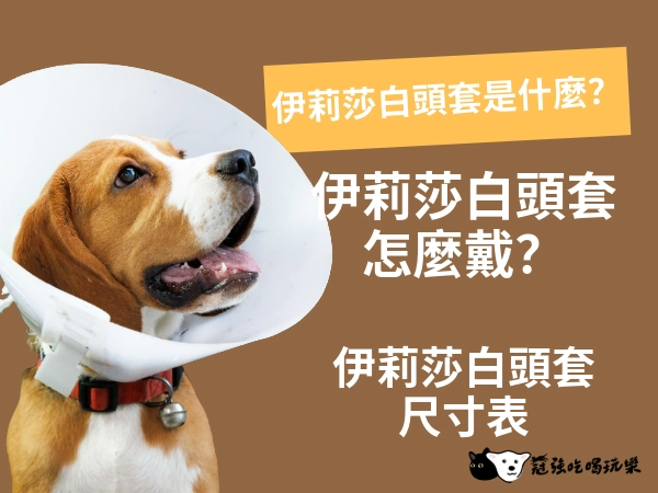 為什麼寵物會需要伊莉莎白頭套|伊莉莎白頭套戴法、伊莉莎白頭套尺寸