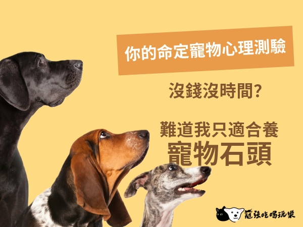 適合養在房間的寵物有哪些?你只適合養寵物石頭嗎?超準心理測驗選出你的命定寵物!