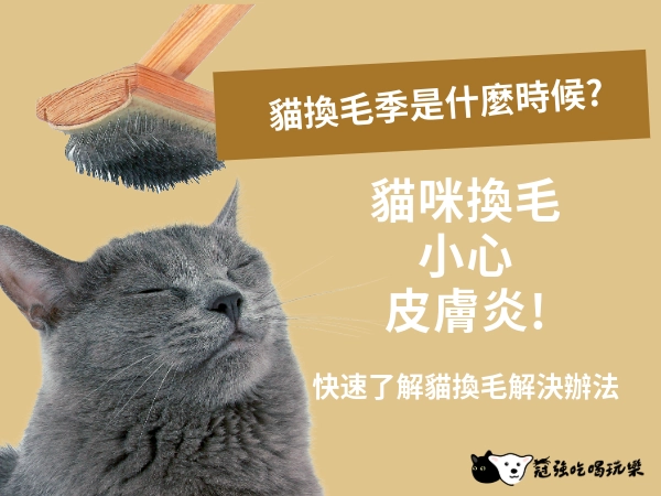 貓換毛季是什麼時候?