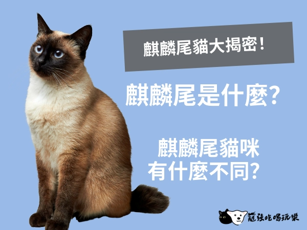 揭密麒麟尾貓！麒麟尾貓是骨折嗎？還是尾巴被剪過？