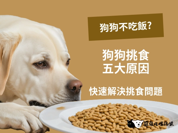 狗狗不吃飯?狗狗挑食五大原因|簡單方法幫你快速找回愛吃狗狗