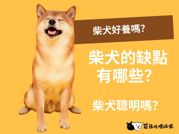 柴犬好養嗎?柴犬個性真面目,你所不知的柴犬秘密