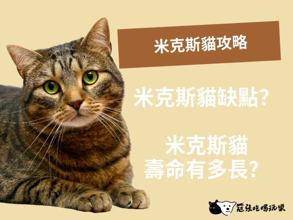 米克斯貓攻略｜米克斯貓缺點、米克斯貓壽命、米克斯貓品種、米克斯貓？