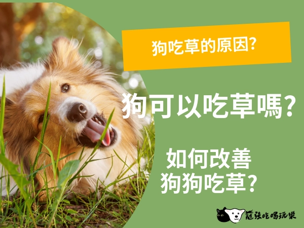 狗吃草的原因?該不該讓狗狗吃草?路邊野草絕不能碰!