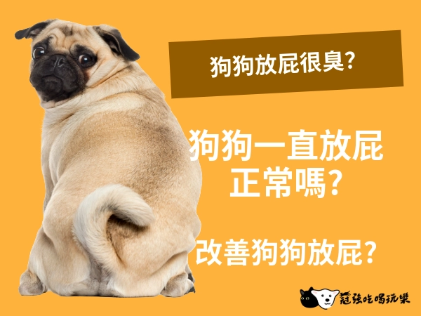 狗狗放屁很臭?狗狗一直放屁正常嗎?狗狗放屁八大原因!