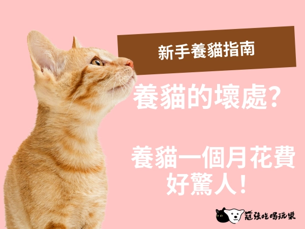 新手養貓指南｜養貓的壞處有哪些？養貓花費好驚人！