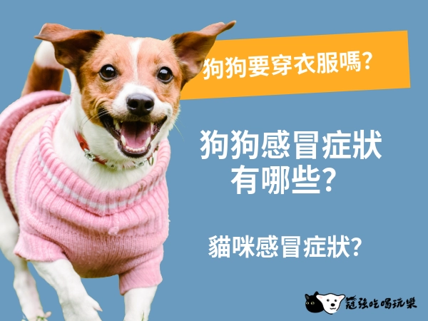 寒流報到！狗要穿衣服嗎？貓咪、狗狗感冒症狀有哪些？