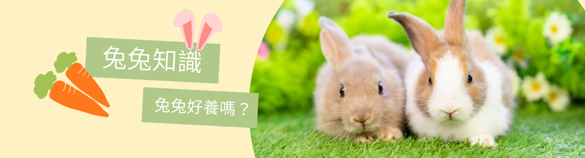 兔兔知識