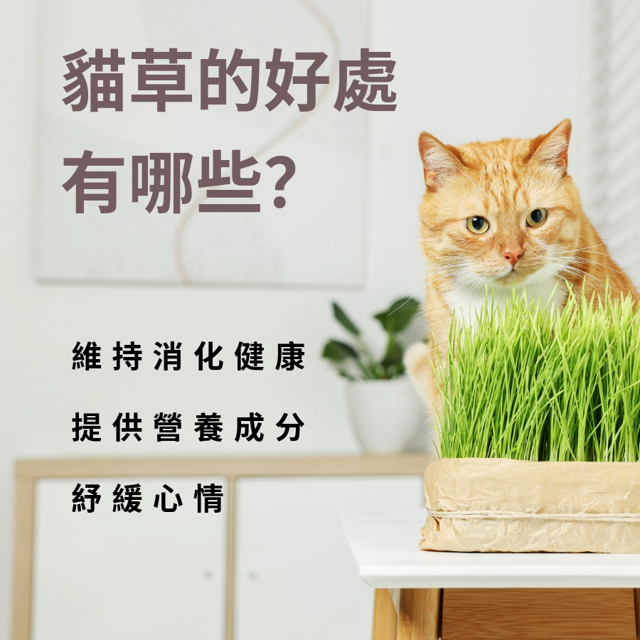 貓草的好處有哪些?