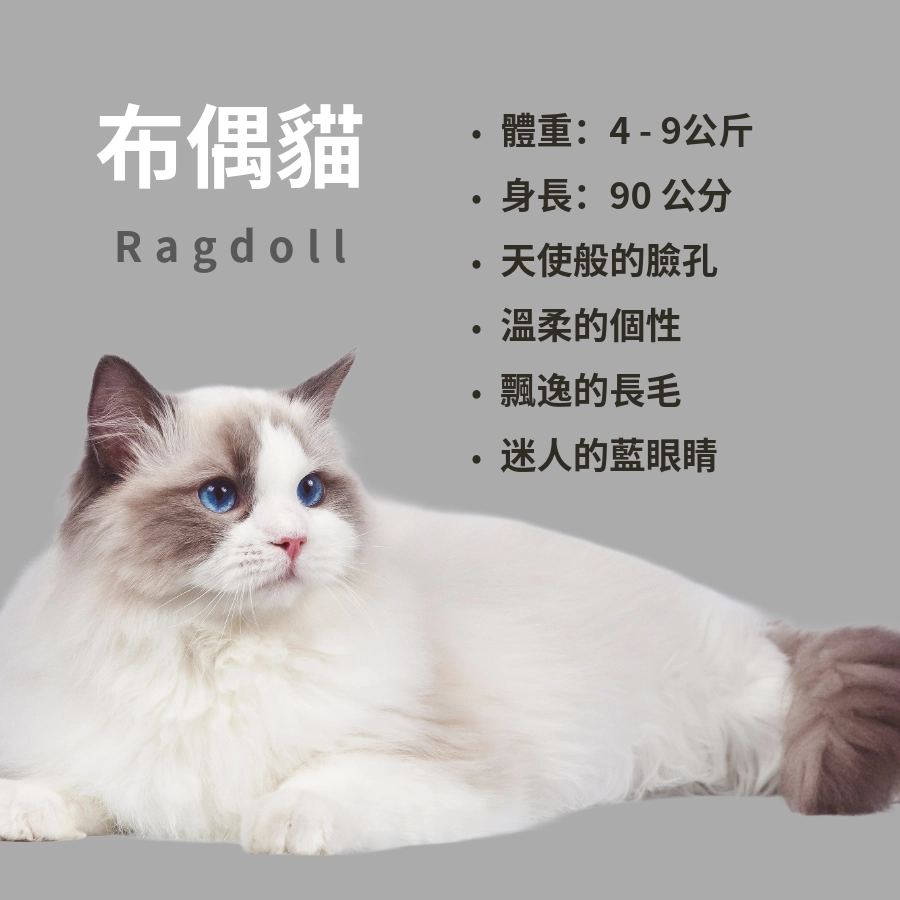 布偶貓Ragdoll