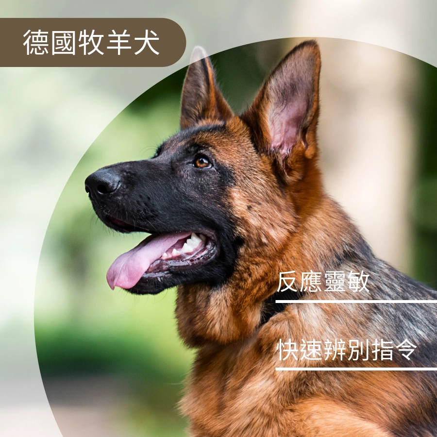 狗狗智商第三名德國牧羊犬