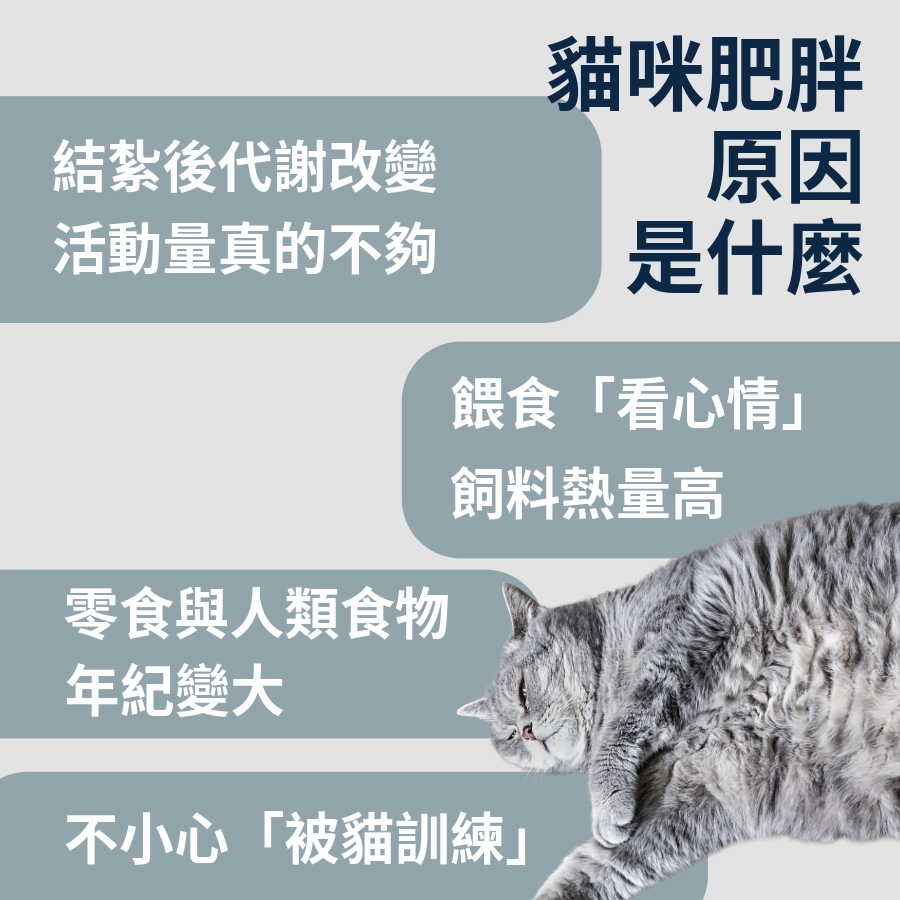 貓咪肥胖原因是什麼?