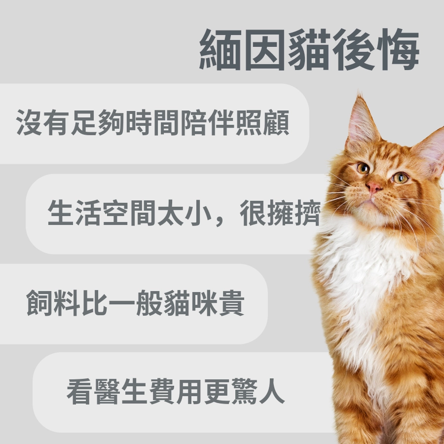 緬因貓後悔？