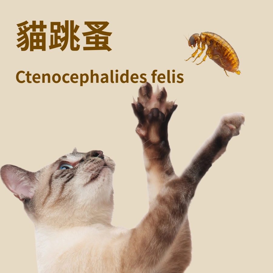 貓跳蚤是什麼？