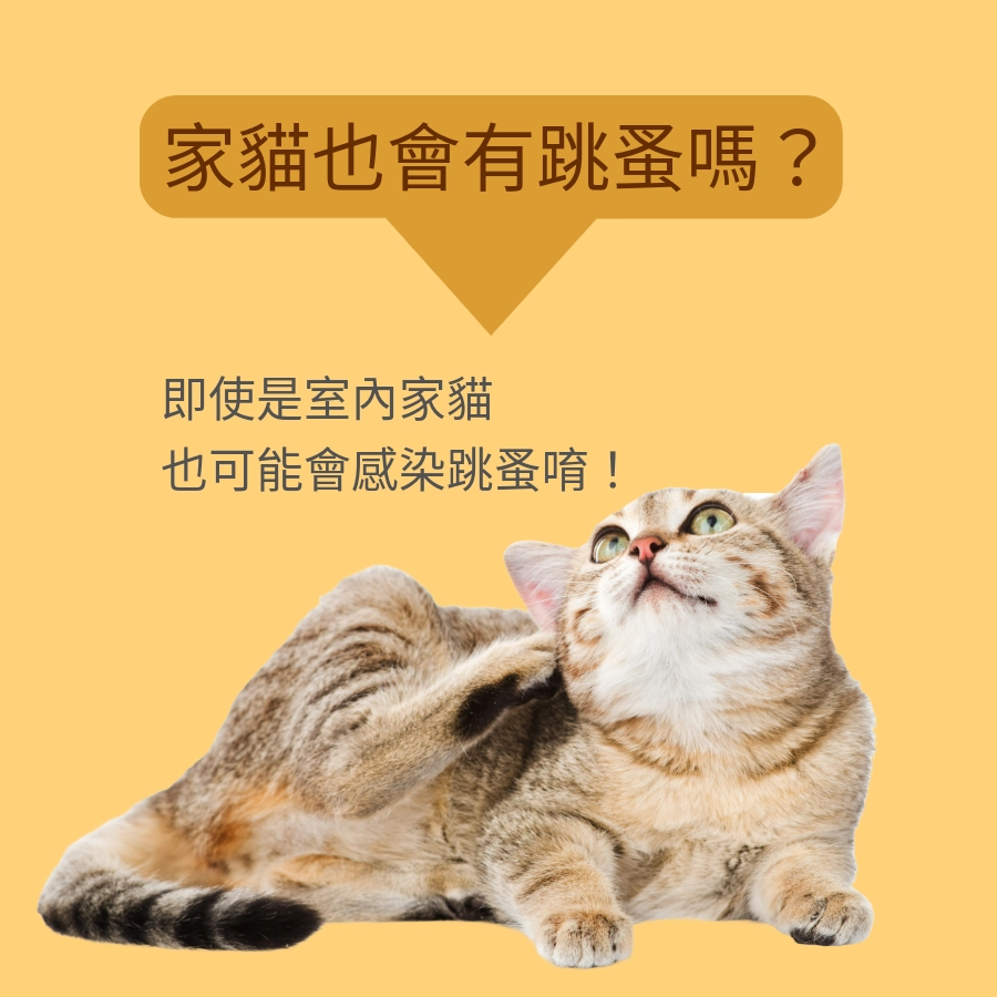 Q1:家貓為什麼有跳蚤?