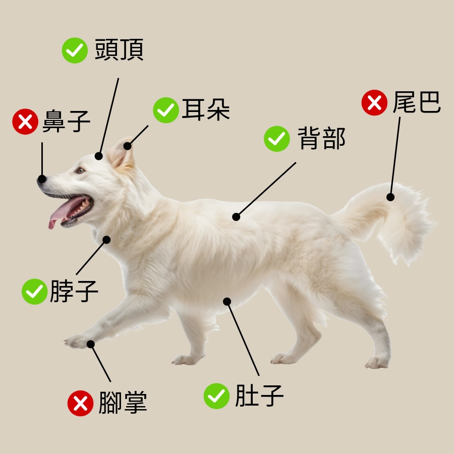 狗喜歡不喜歡被摸的地方