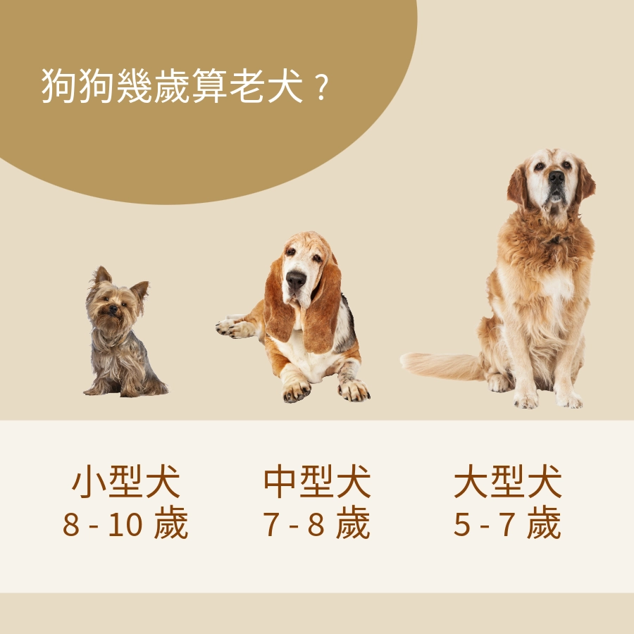 狗狗幾歲算老犬｜狗的壽命