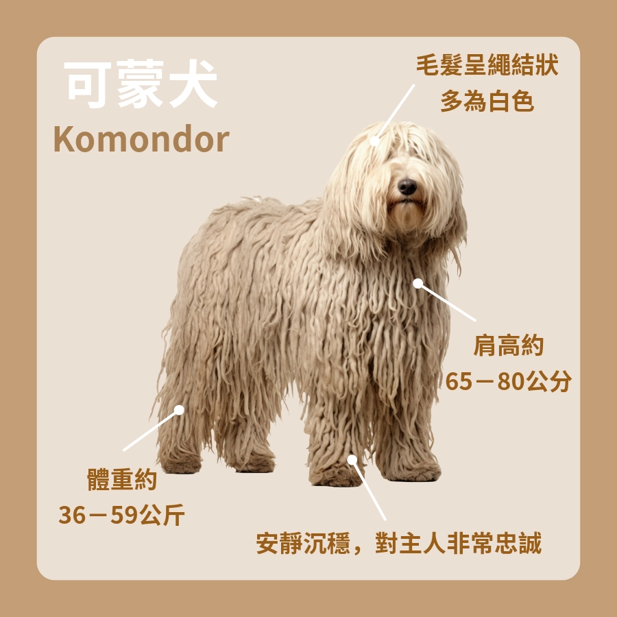 可蒙犬的特徵