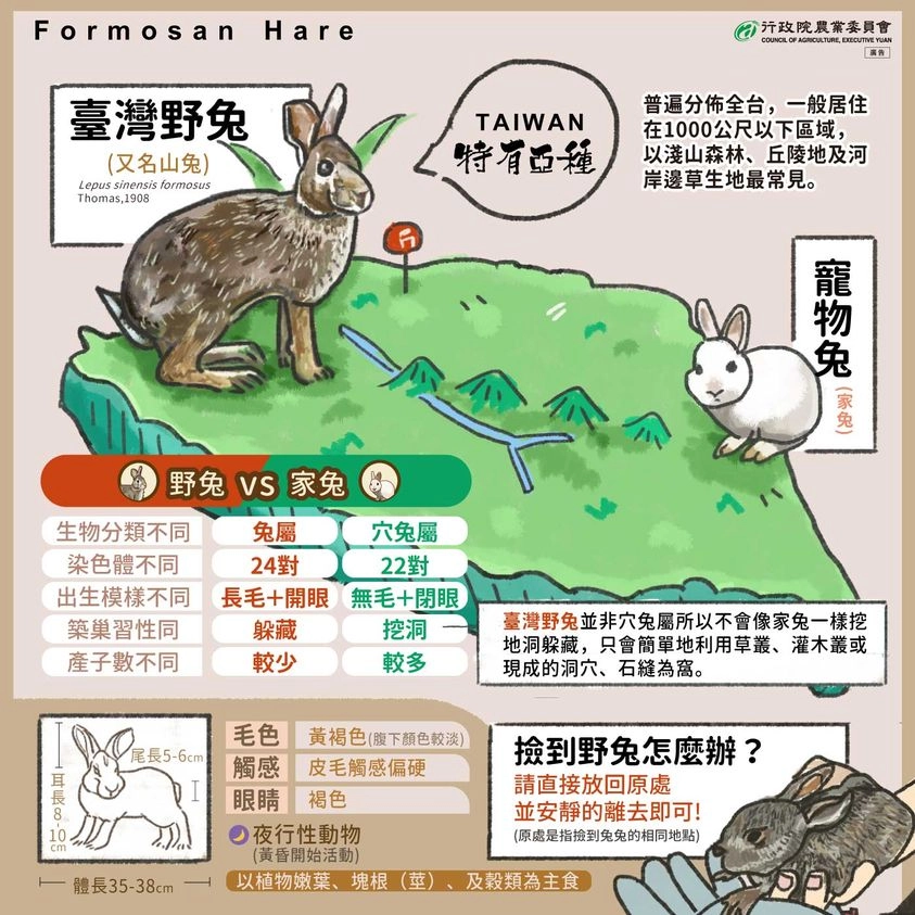 臺灣野兔與寵物兔的差別,此圖由行政院農業委員會製作