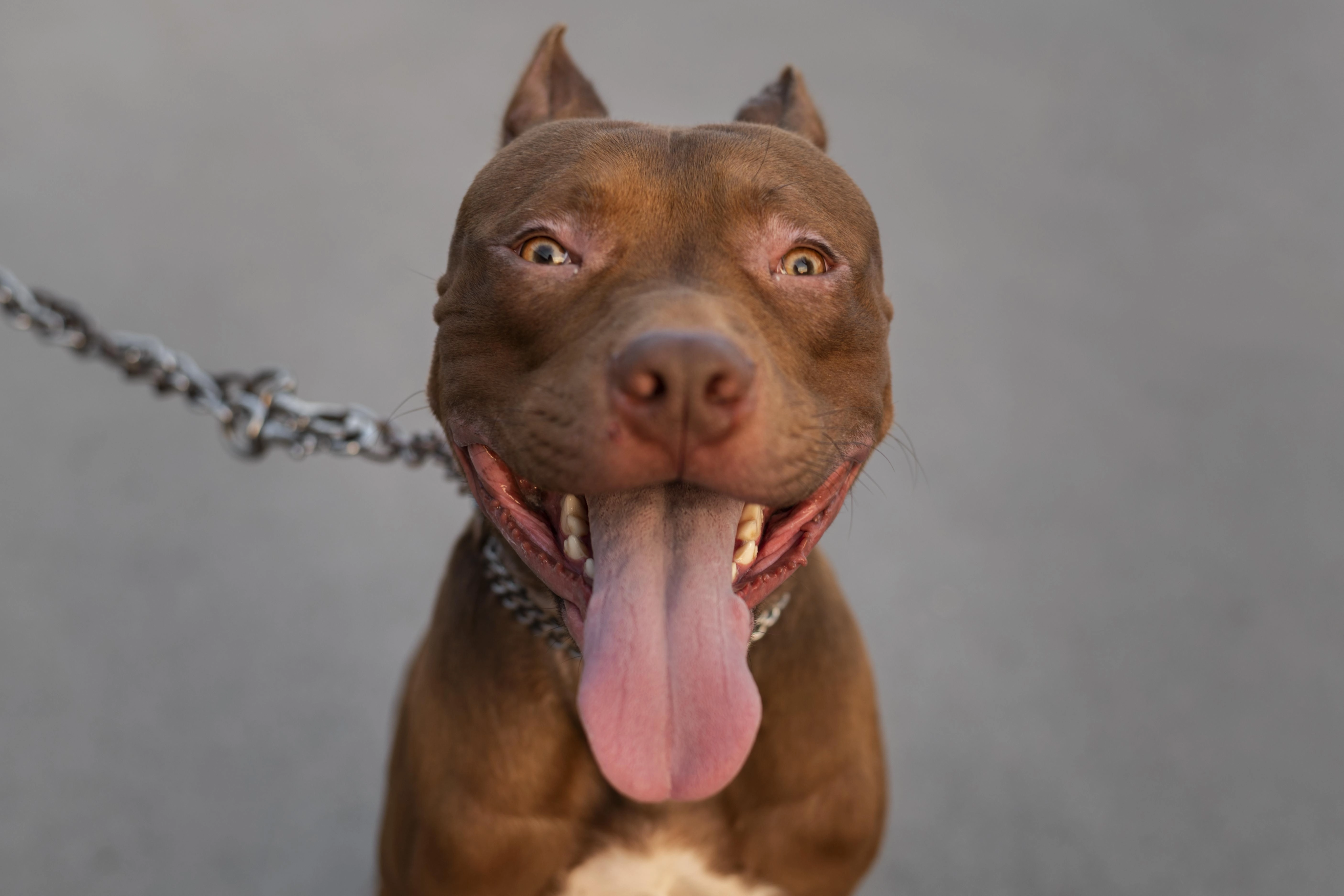 比特犬
