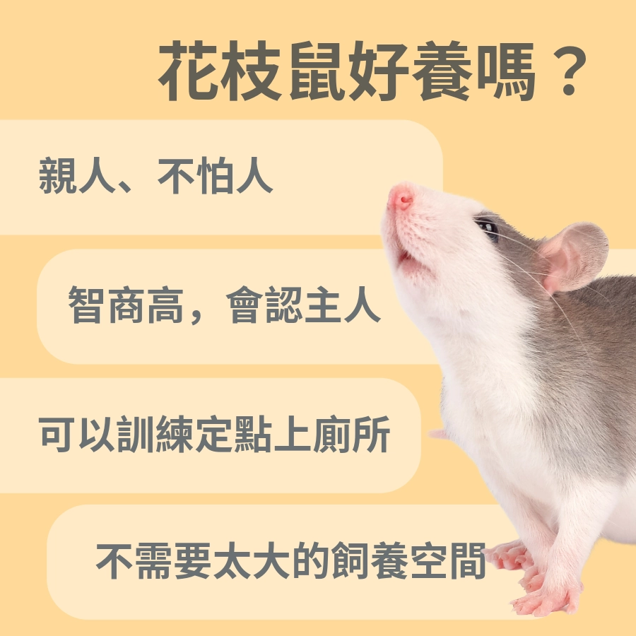 花枝鼠優點｜花枝鼠好養嗎？