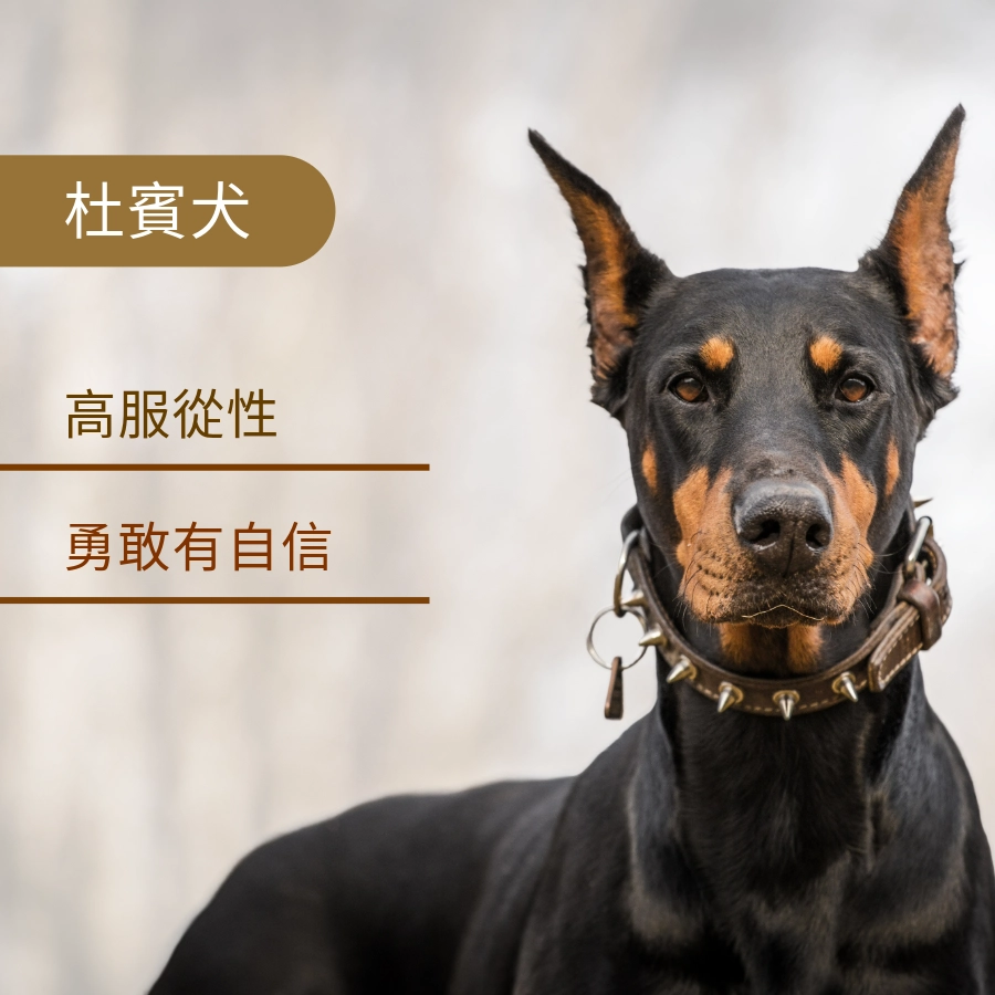 狗狗智商第五名杜賓犬