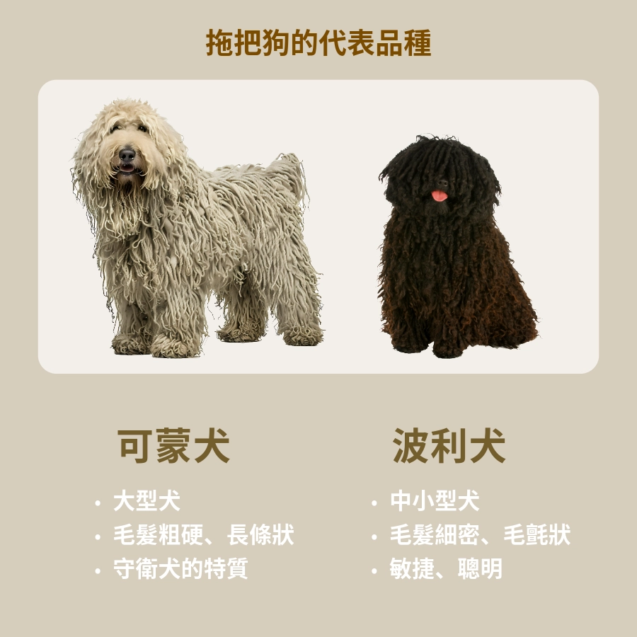 拖把狗的代表品種：可蒙犬、波利犬
