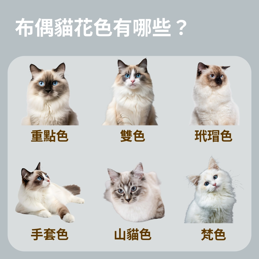 布偶貓花色有哪些?