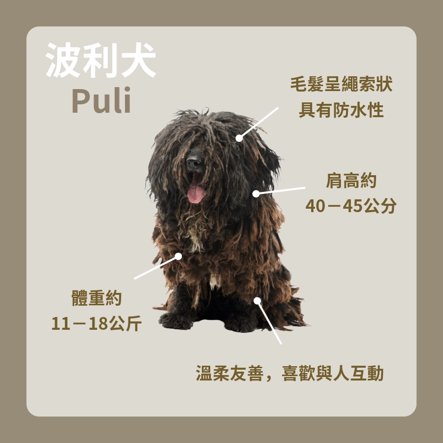 波利犬的特徵