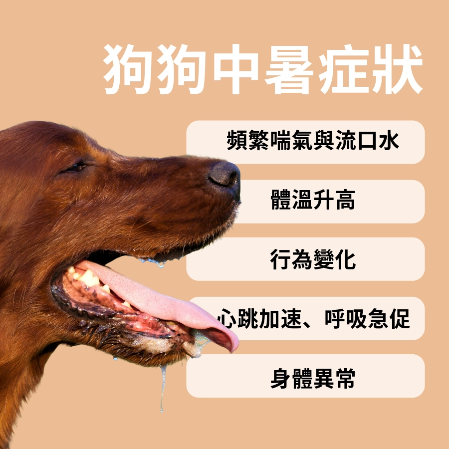 狗狗中暑症狀