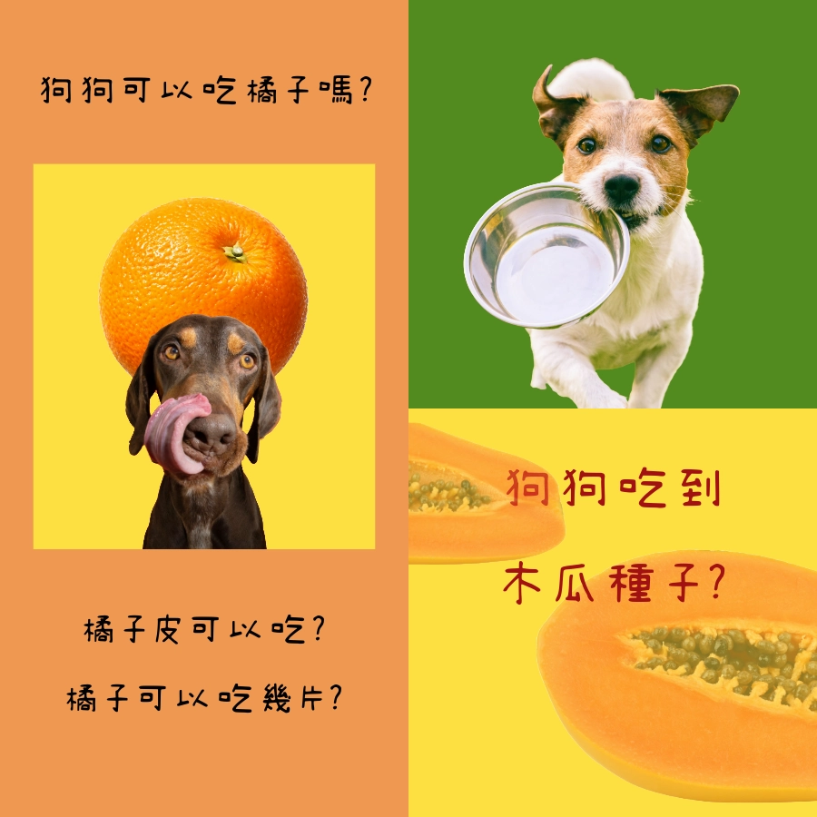 狗可以吃橘子嗎?狗可以吃木瓜嗎?