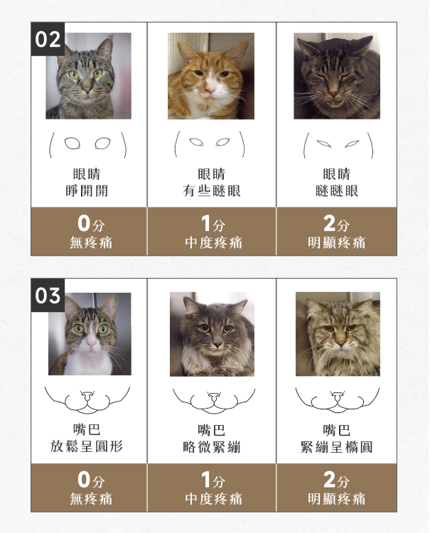 貓咪疼痛評估表