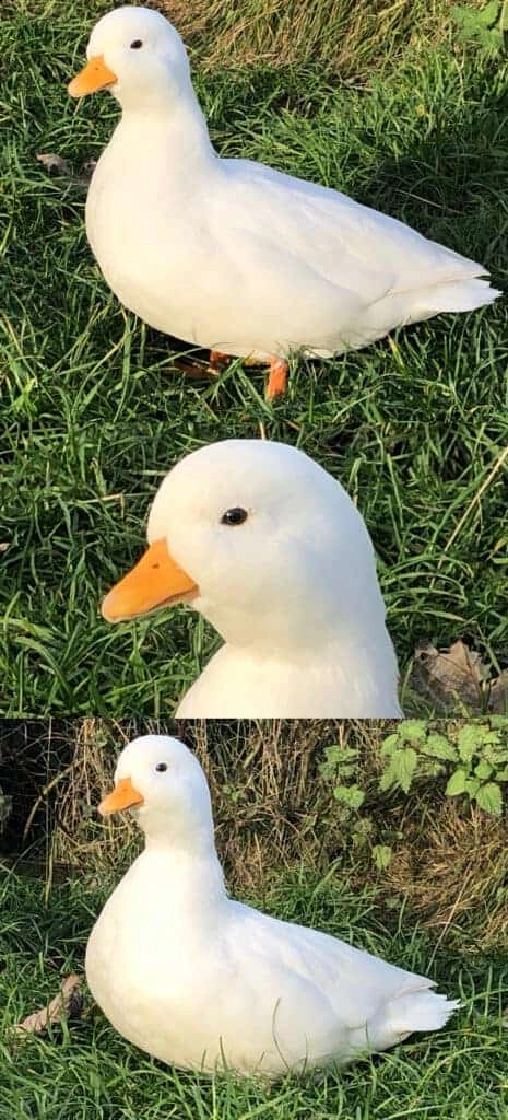 Champion Waterfowl 2020 Kelly Millar