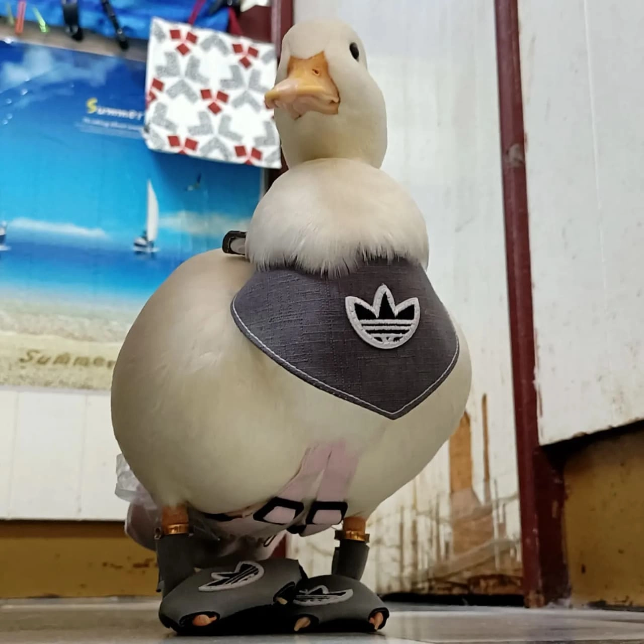 柯爾鴨穿著軟膠鞋