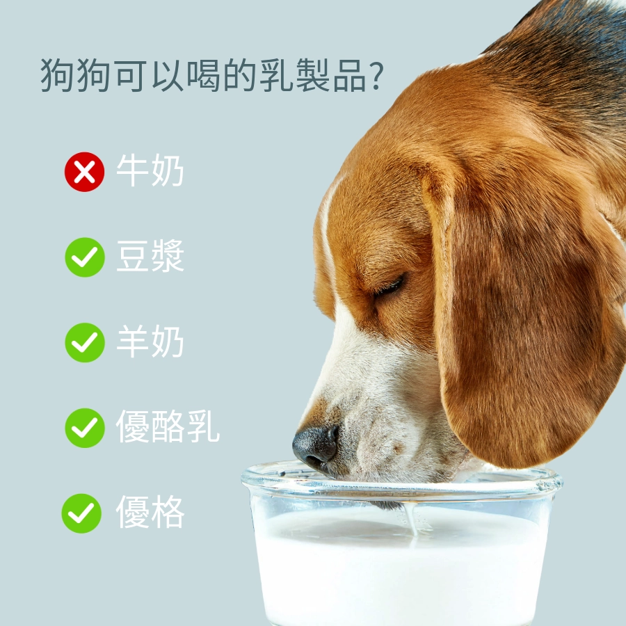 狗狗可以喝的乳製品