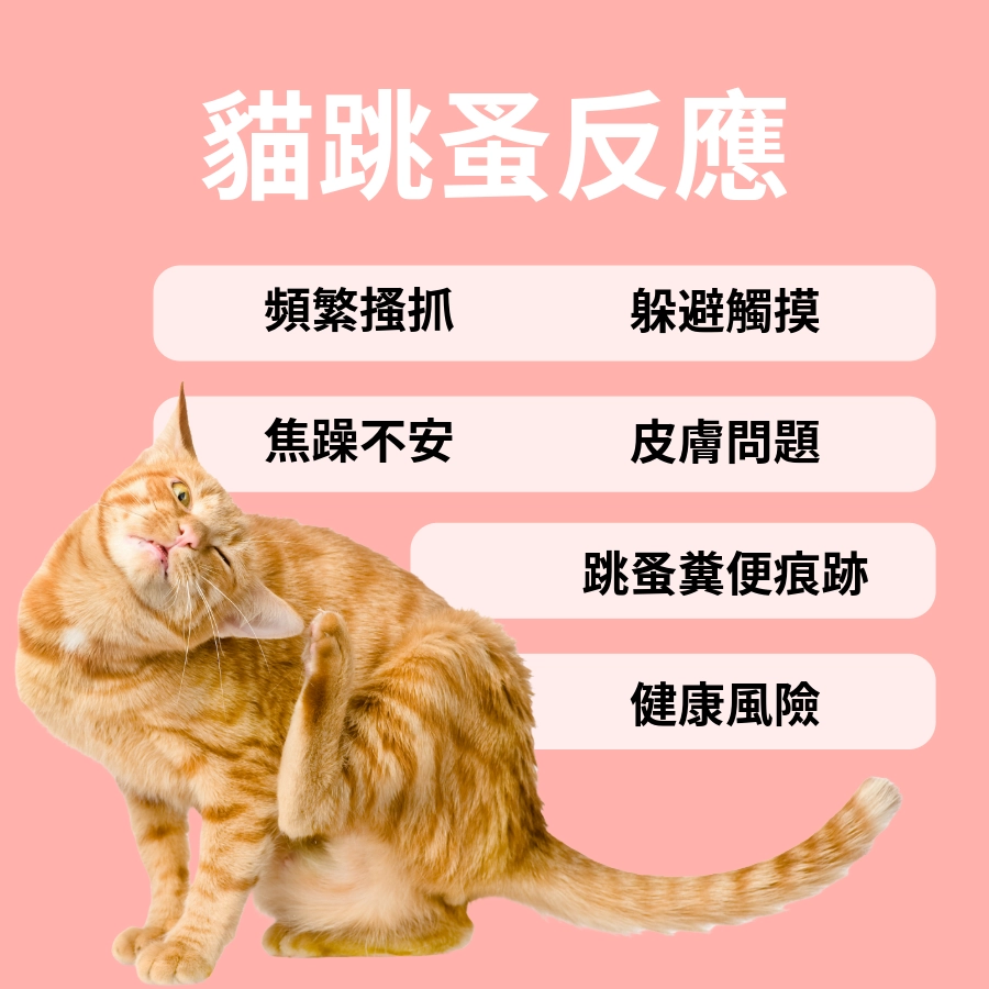 貓跳蚤反應？
