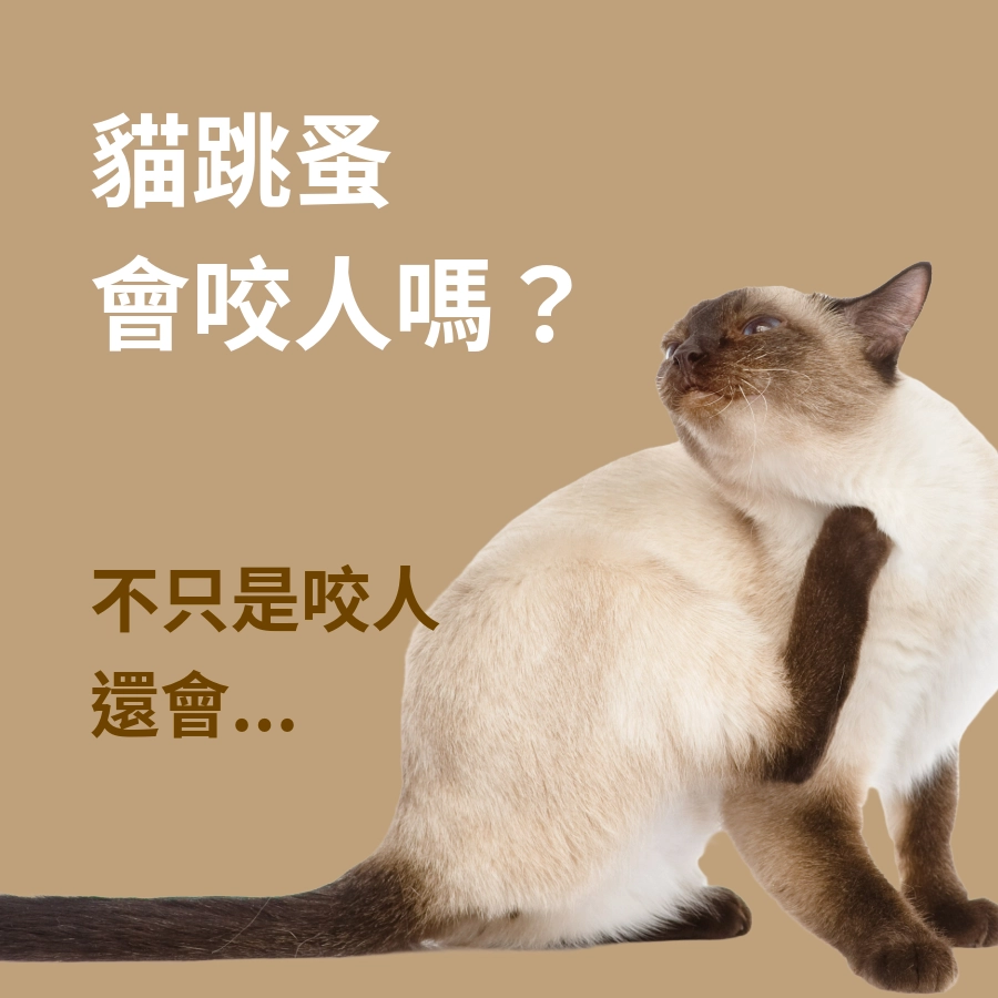 貓跳蚤會咬人嗎？