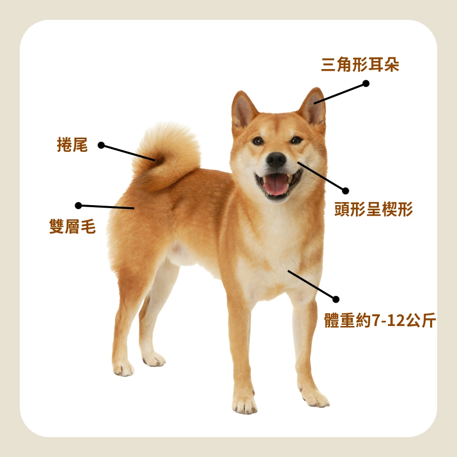 柴犬體型特徵