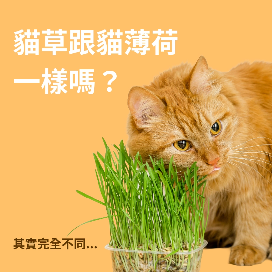 貓草跟貓薄荷一樣嗎?