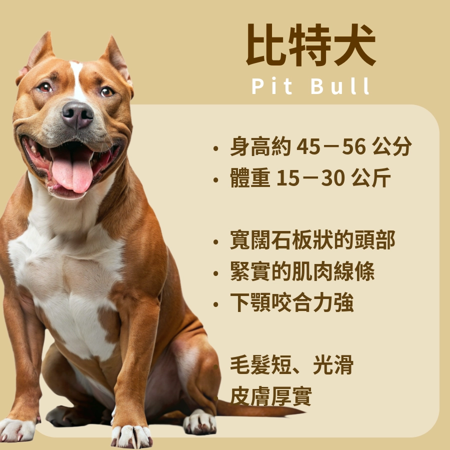 比特犬Pit Bull