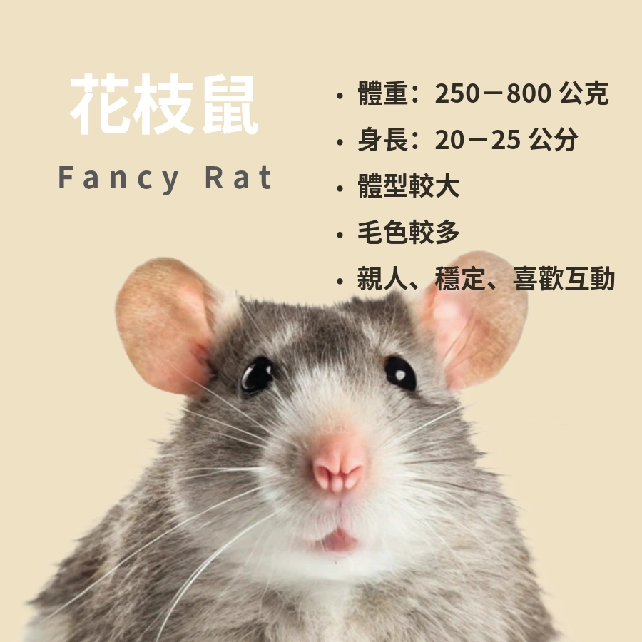 花枝鼠｜花枝鼠老鼠分別？