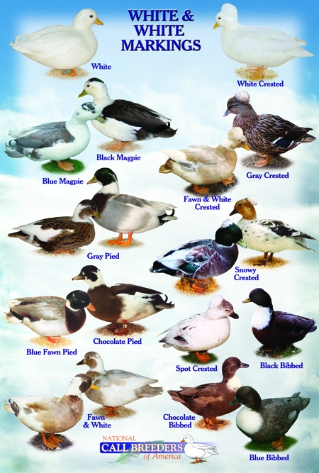 柯爾鴨的顏色種類