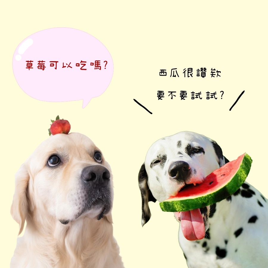 狗可以吃草莓嗎?狗可以吃西瓜嗎?