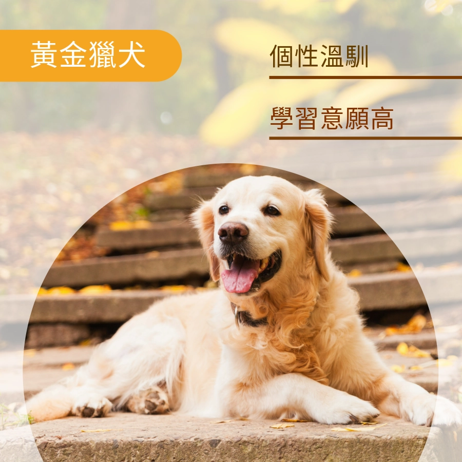 狗狗智商第四名黃金獵犬