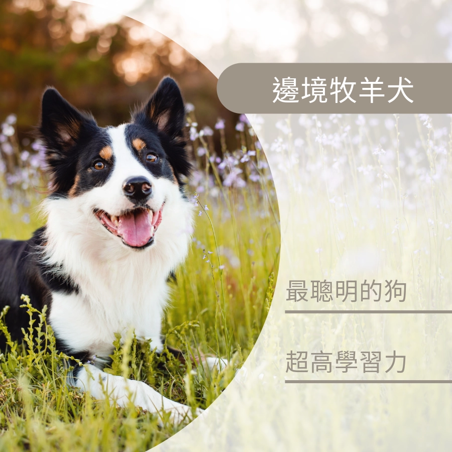 邊境牧羊犬是最聰明的狗