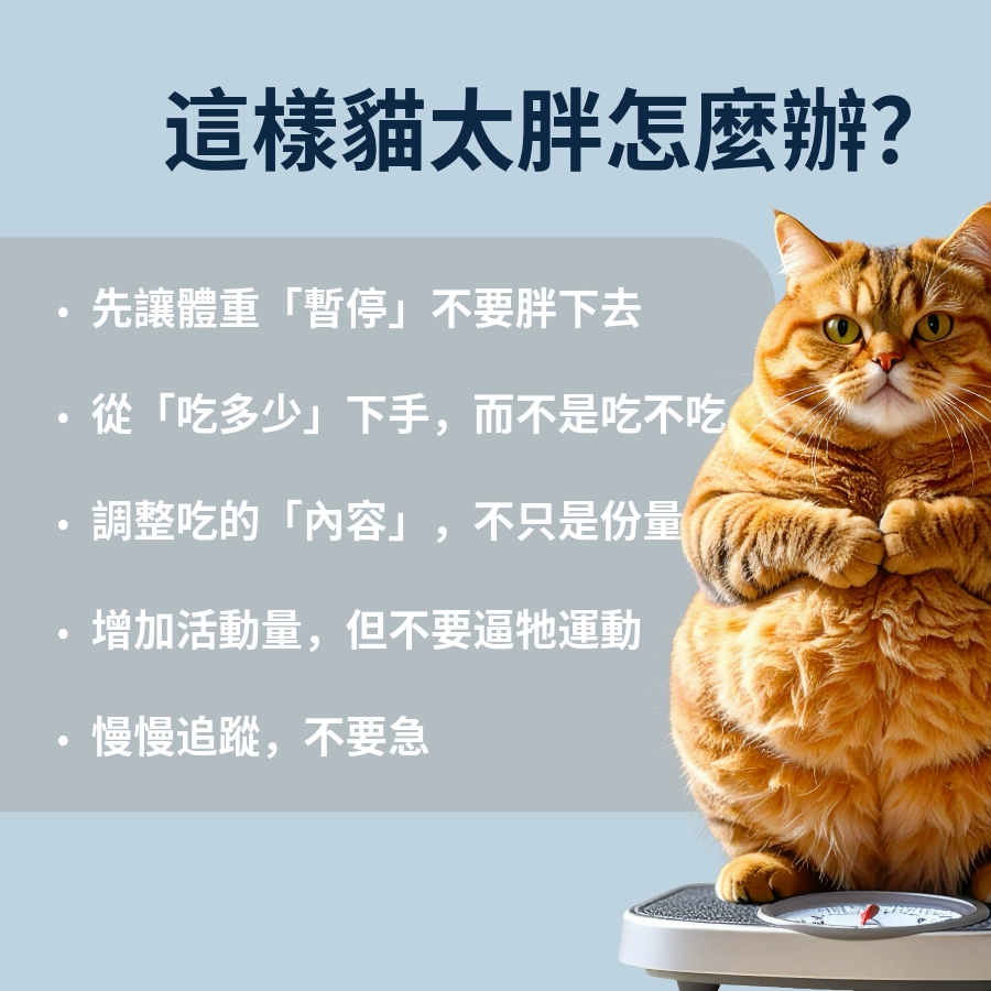 這樣貓太胖怎麼辦?不靠瘦瘦針也可以減肥成功!