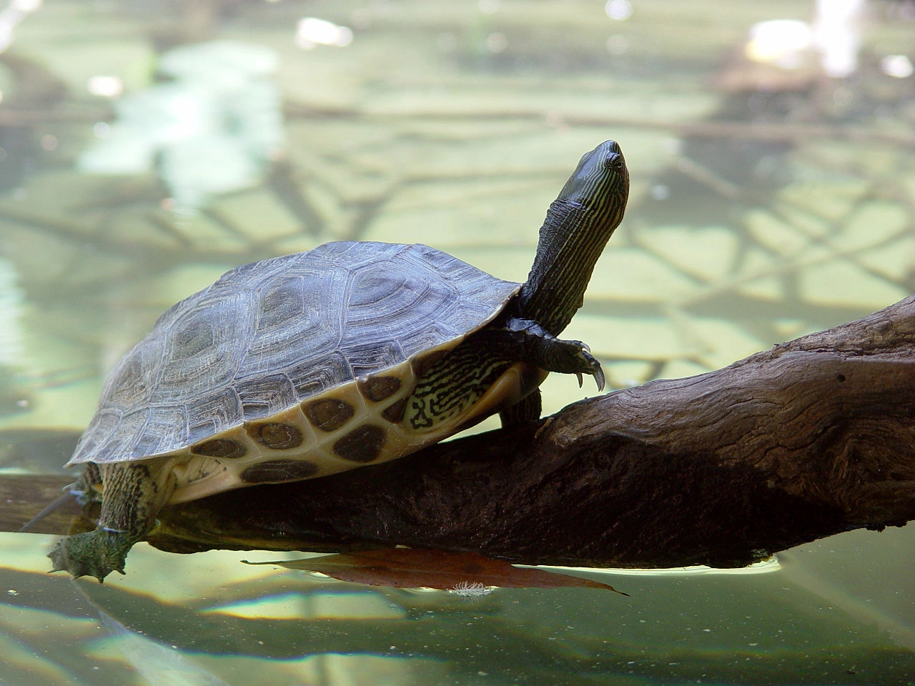 Mauremys sinensis