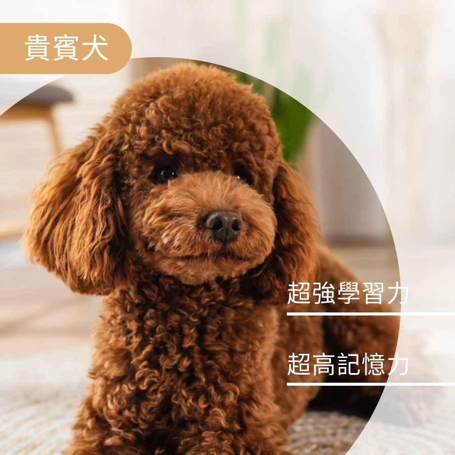 狗狗智商第二名貴賓犬