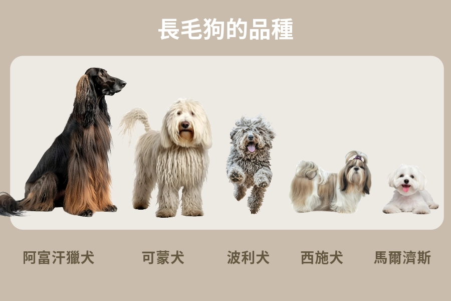 長毛狗的品種有哪些?